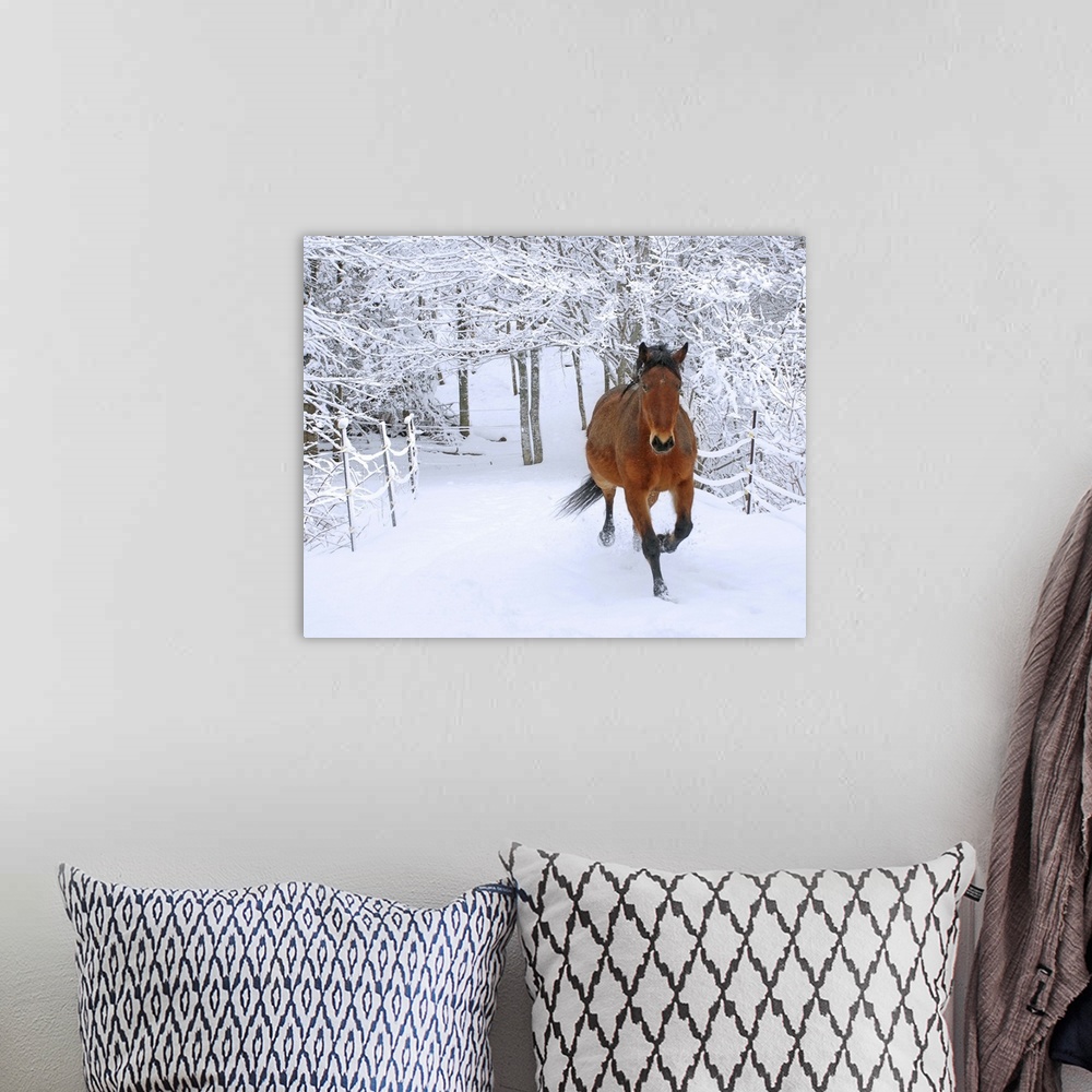 A bohemian room featuring Horse trotting through fresh snow-covered scenery.