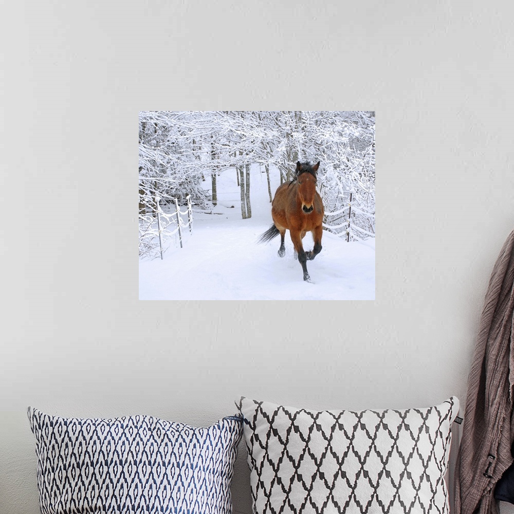 A bohemian room featuring Horse trotting through fresh snow-covered scenery.