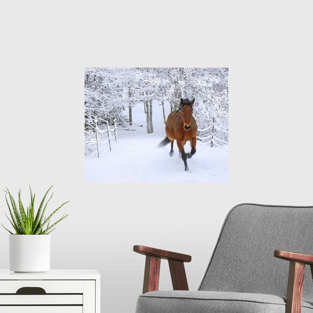 A modern room featuring Horse trotting through fresh snow-covered scenery.