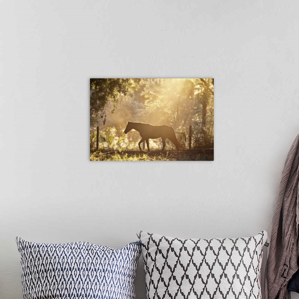 A bohemian room featuring Horse underneath canopy of trees in forest or woods running along fence, backlit by sunset.