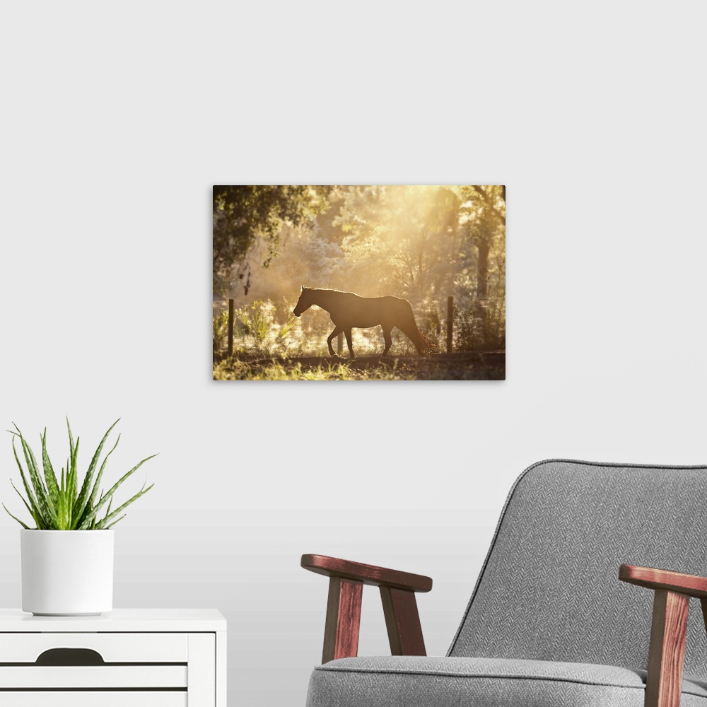 A modern room featuring Horse underneath canopy of trees in forest or woods running along fence, backlit by sunset.