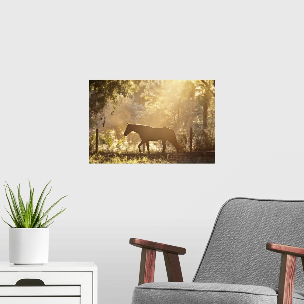 A modern room featuring Horse underneath canopy of trees in forest or woods running along fence, backlit by sunset.
