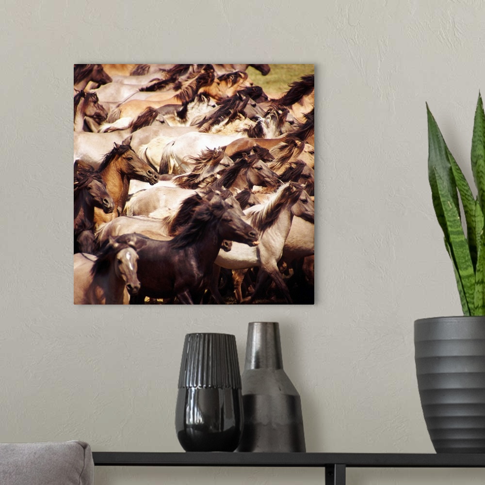 A modern room featuring Square photo on canvas of a up close view of a herd of horses running in a field.