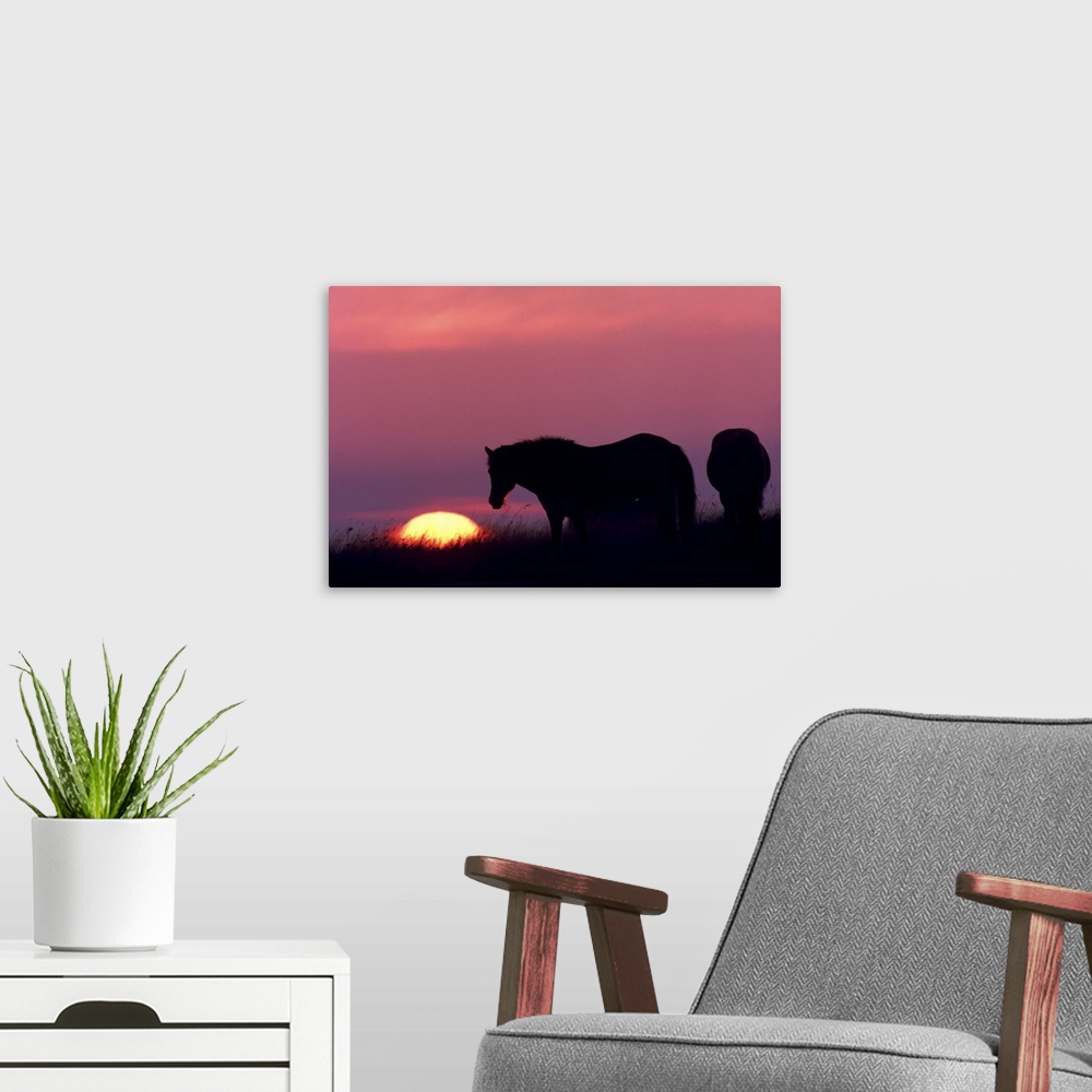 A modern room featuring horses at sunset
