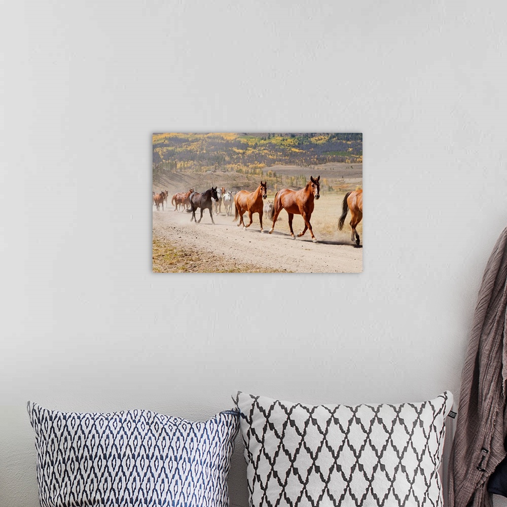 A bohemian room featuring Horses galloping on a trail on a ranch