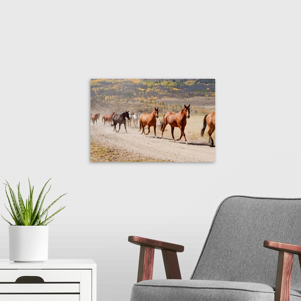 A modern room featuring Horses galloping on a trail on a ranch