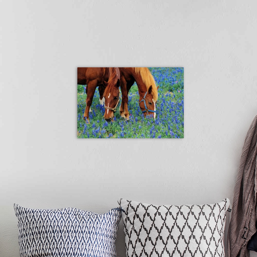 A bohemian room featuring Horses Grazing Among Bluebonnets