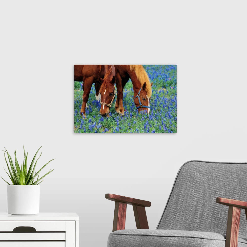 A modern room featuring Horses Grazing Among Bluebonnets