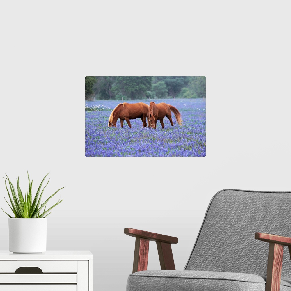 A modern room featuring Horses Grazing Among Bluebonnets