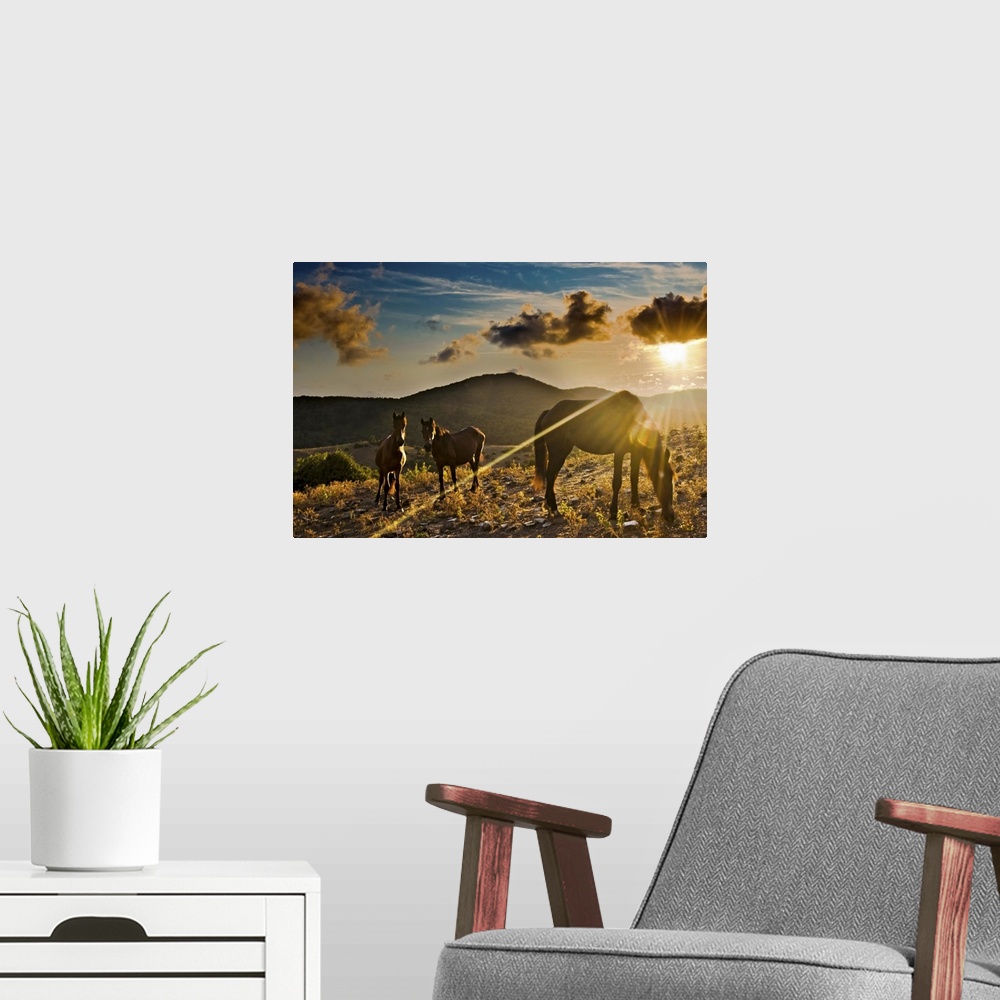 A modern room featuring Canvas print of three horses eating grass in a field with a beautiful sunset peeking through clou...