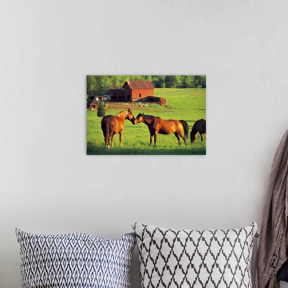 A bohemian room featuring Big canvas photo of two horses nuzzling in a field and another horse grazing with a barn in the b...