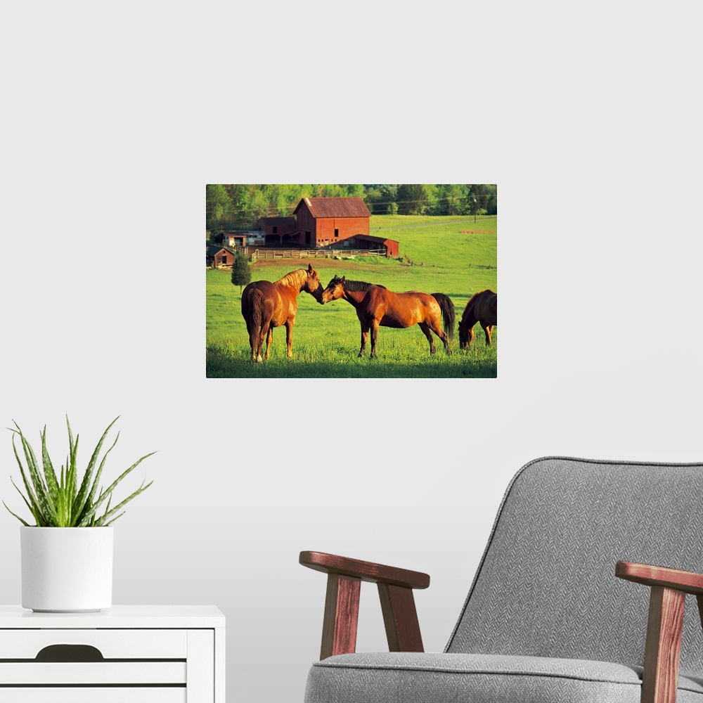A modern room featuring Big canvas photo of two horses nuzzling in a field and another horse grazing with a barn in the b...