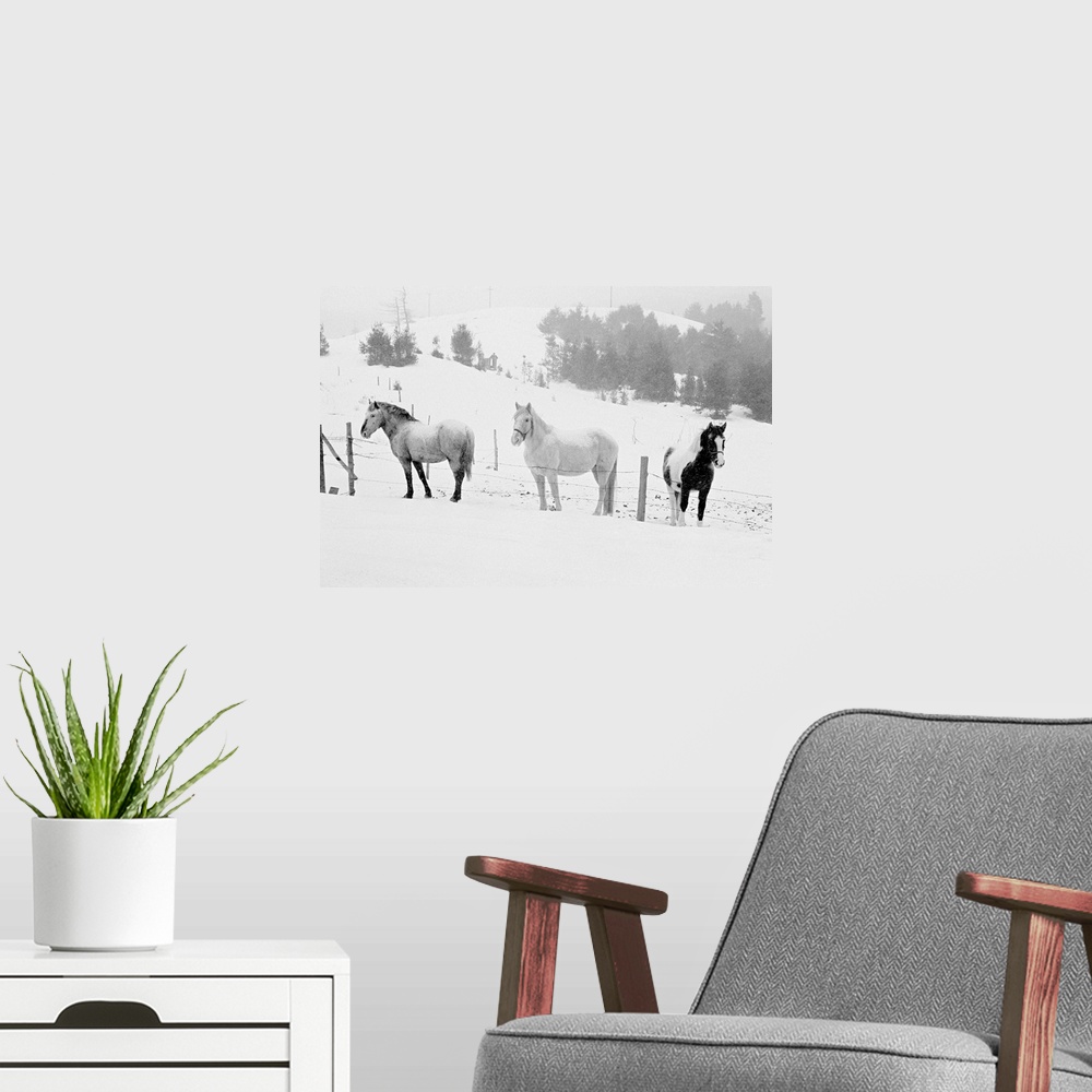 A modern room featuring Horses on ranch