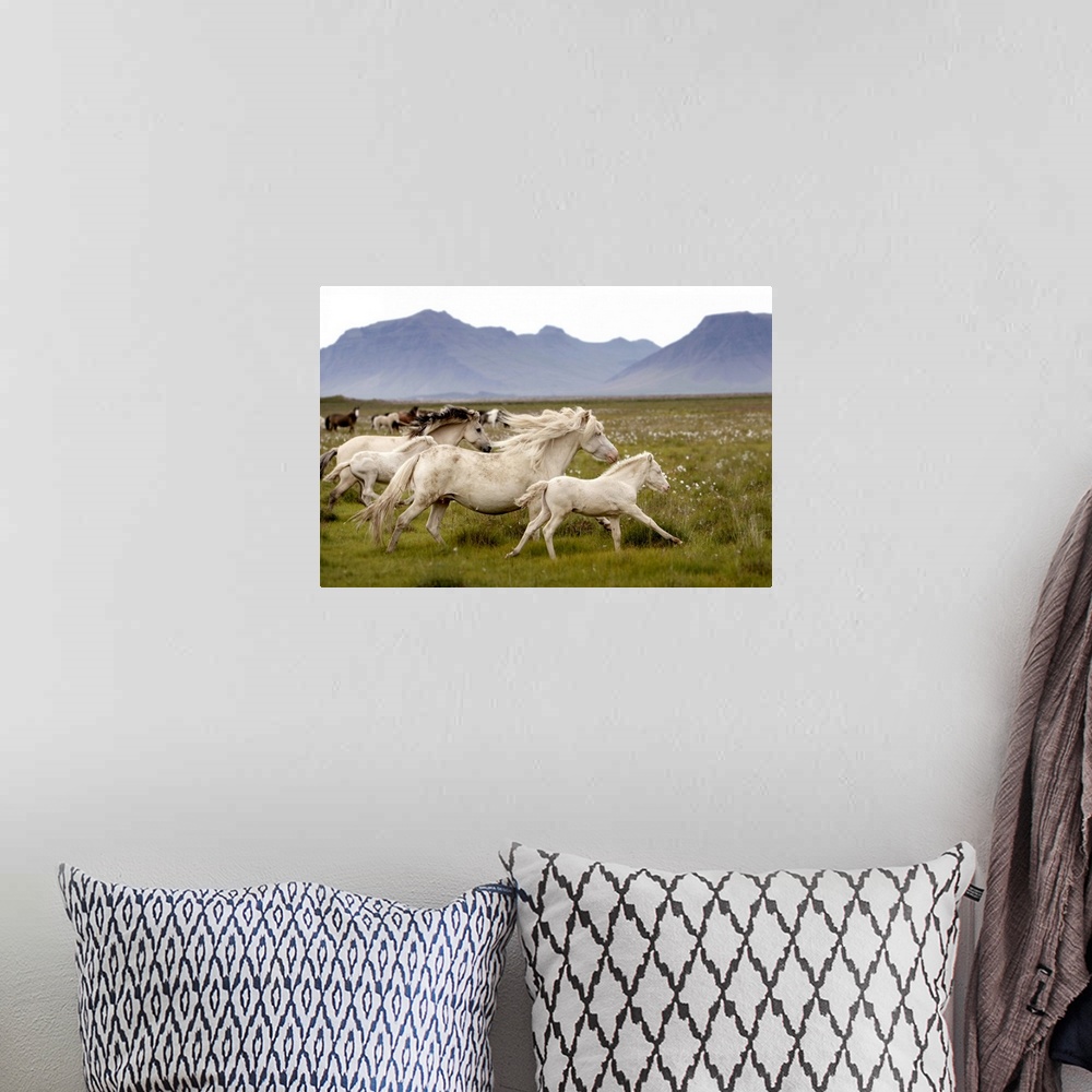 A bohemian room featuring Horses running wild in Iceland