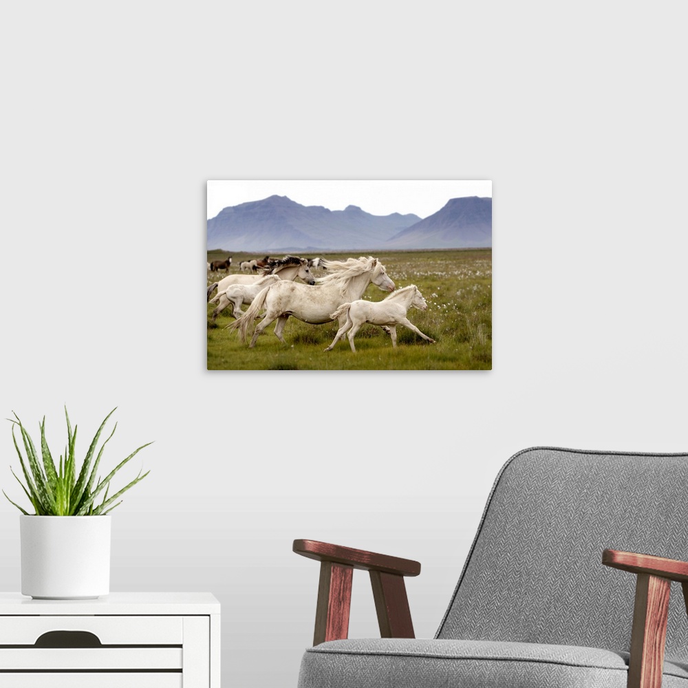A modern room featuring Horses running wild in Iceland
