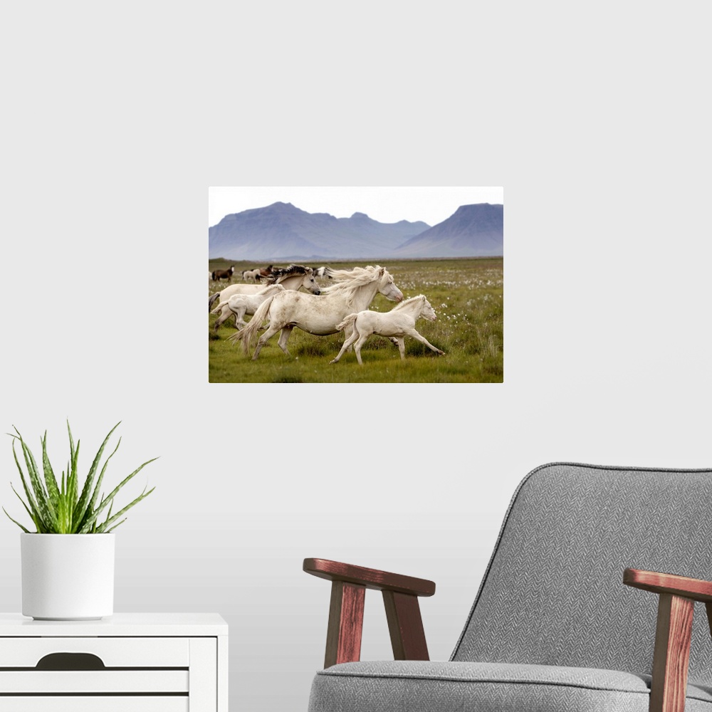 A modern room featuring Horses running wild in Iceland