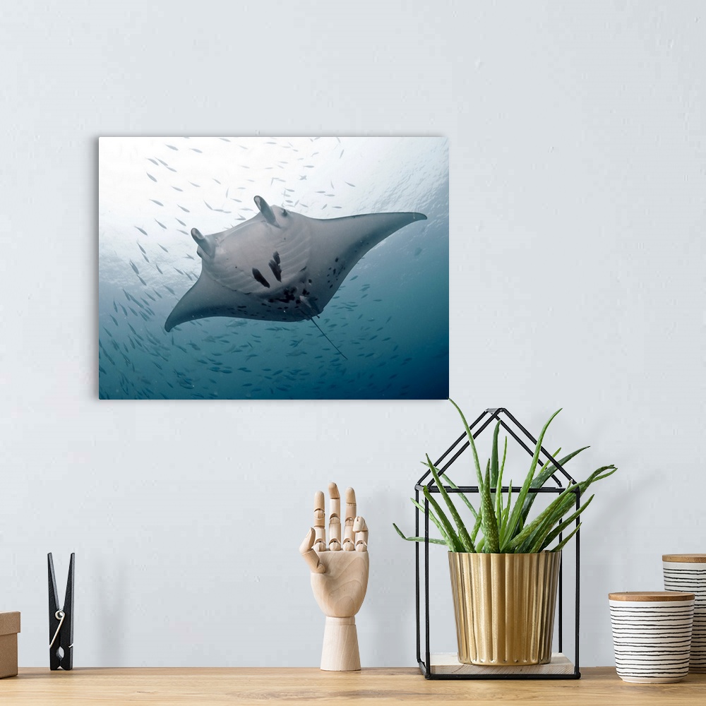 A bohemian room featuring Huge graceful manta at German channel, Palau.