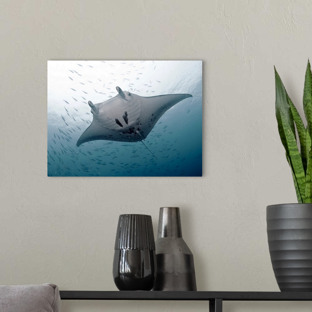A modern room featuring Huge graceful manta at German channel, Palau.