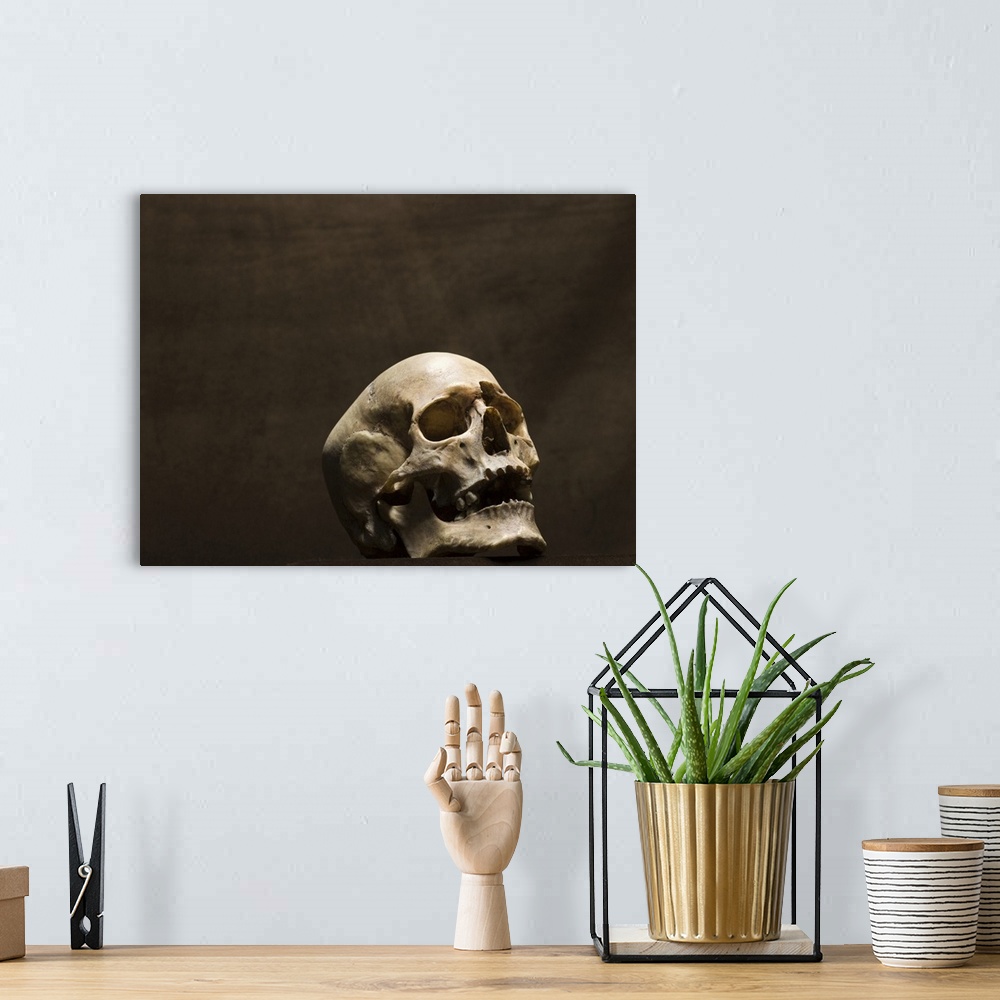 A bohemian room featuring Human skull, studio shot