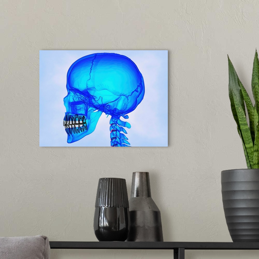 A modern room featuring Human Skull