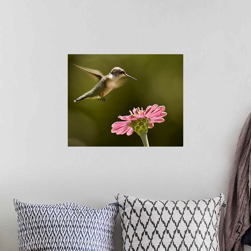 A bohemian room featuring Hummingbird and pink zinnia flower.