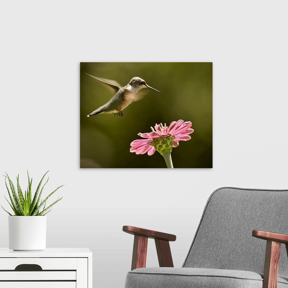 A modern room featuring Hummingbird and pink zinnia flower.
