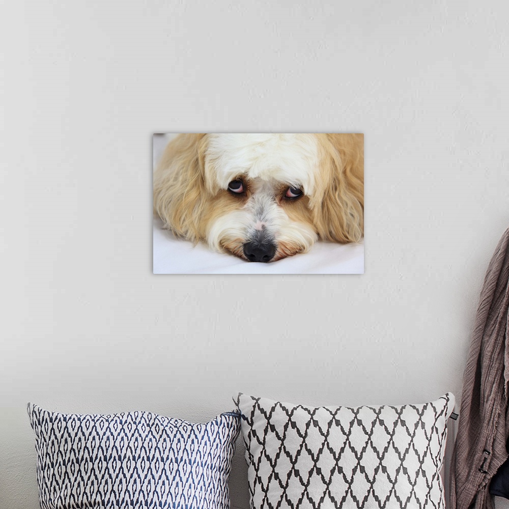 A bohemian room featuring humorous close-up of bichon frise dog