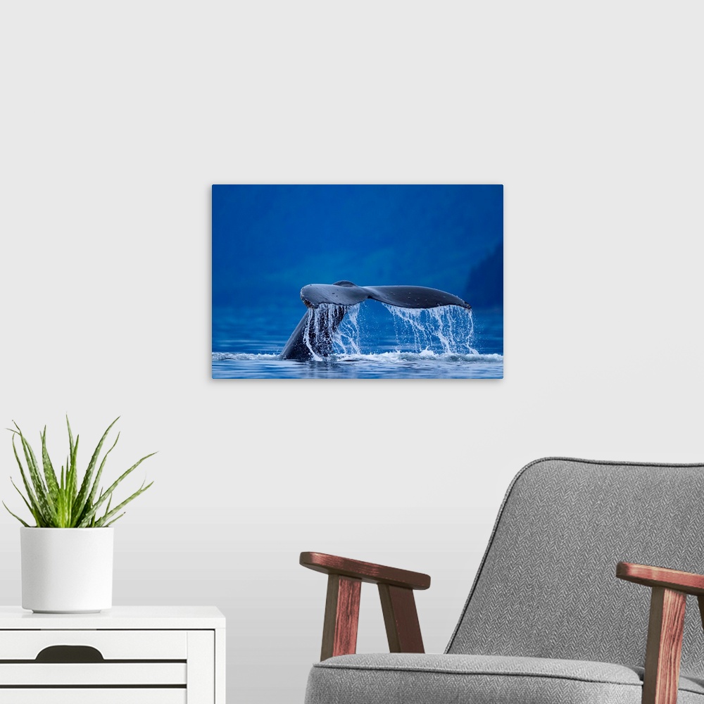 A modern room featuring USA, Alaska, Tongass National Forest, Water pours from tail of Humpback Whale (Megaptera novaengl...