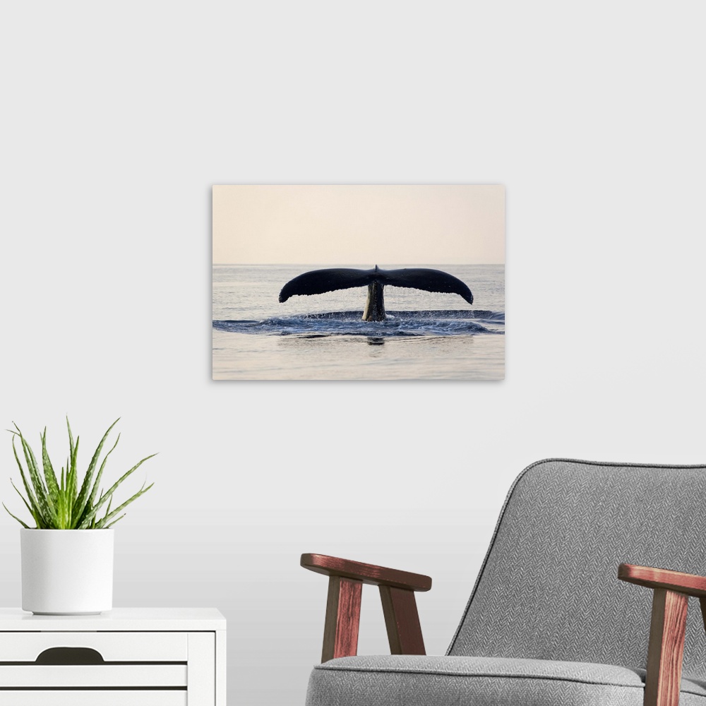 A modern room featuring Humpback whale fluke up dive at sunset in Maui, Hawaii.