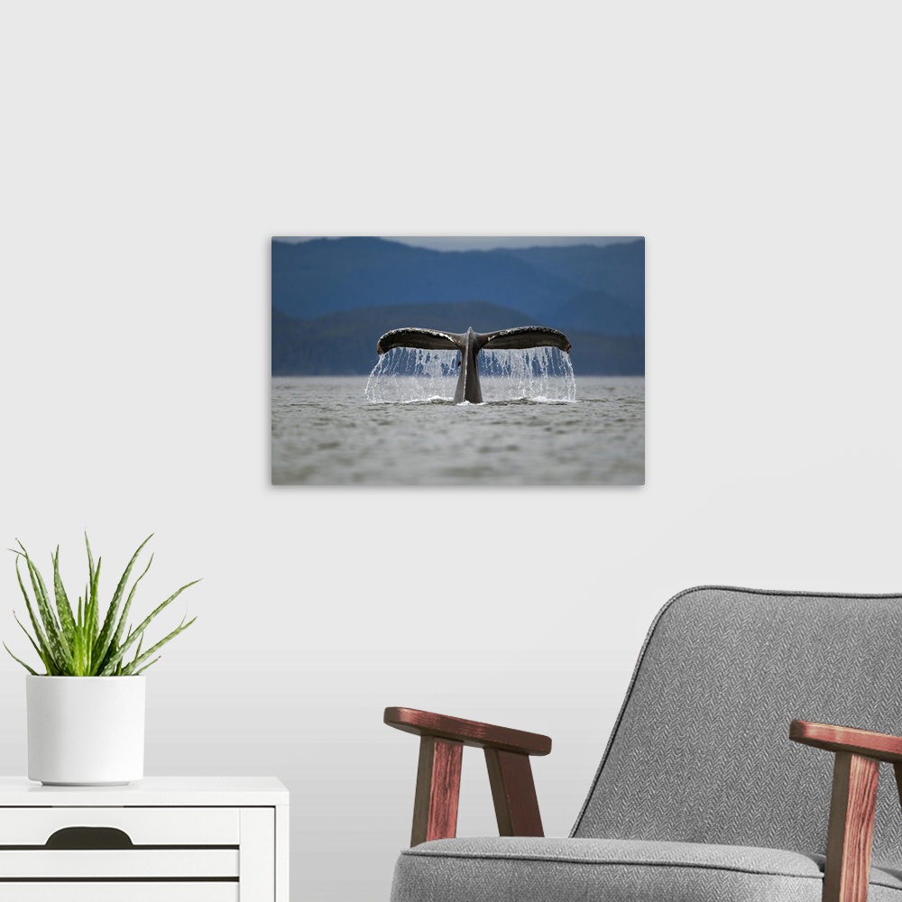 A modern room featuring USA, Alaska, Tongass National Forest, Humpback Whale (Megaptera novaengliae) raises its tail whil...