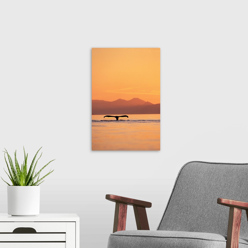 A modern room featuring A humpback whale surfaces at sunset along Frederick Sound near Admiralty Island, Alaska. | Locati...