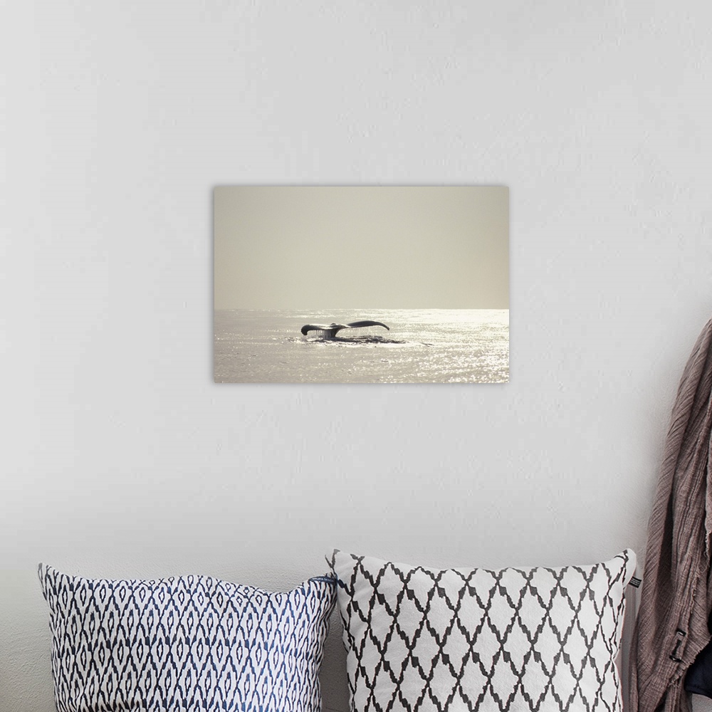 A bohemian room featuring Humpback whale, tail over water surface, copy space, Hawaii, USA