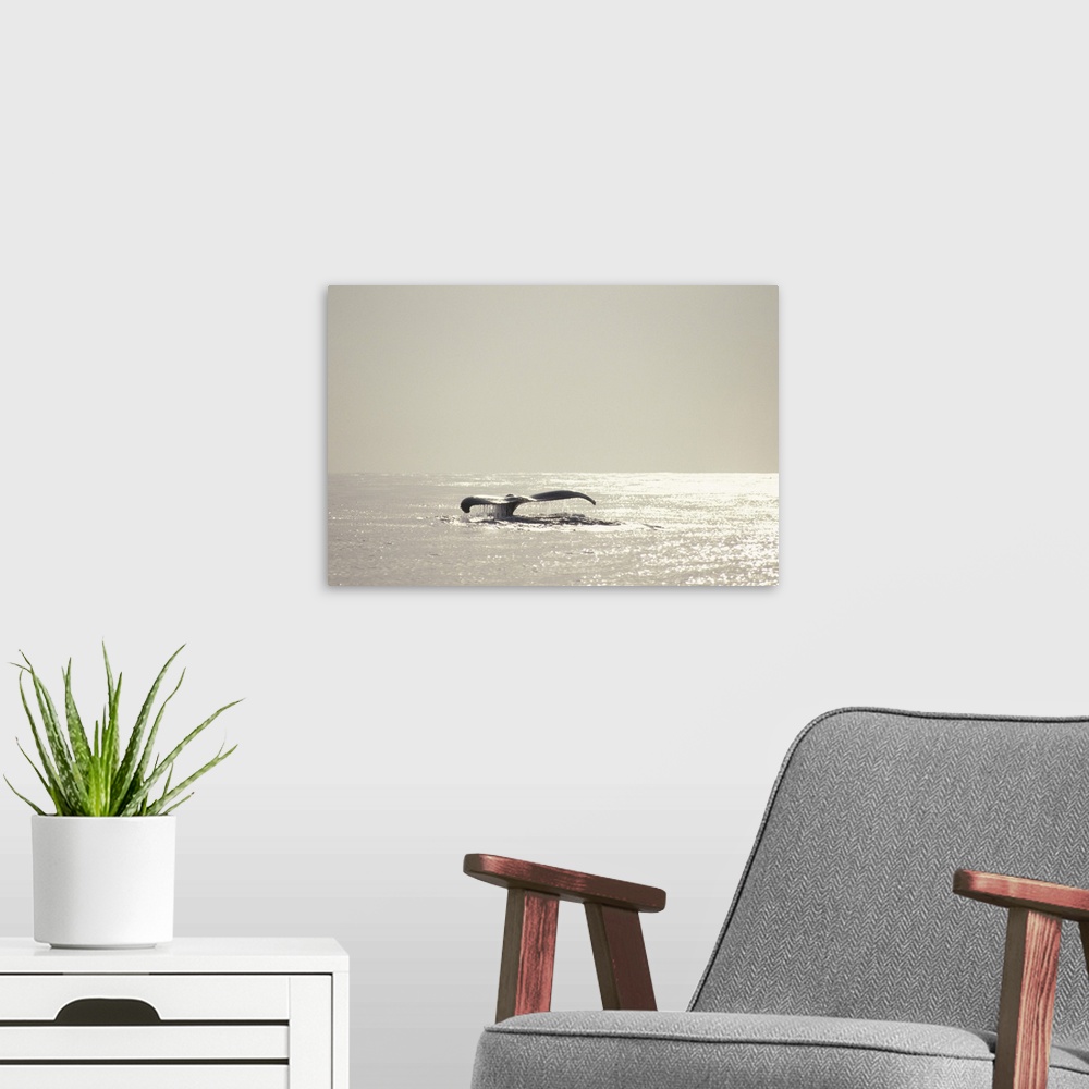 A modern room featuring Humpback whale, tail over water surface, copy space, Hawaii, USA