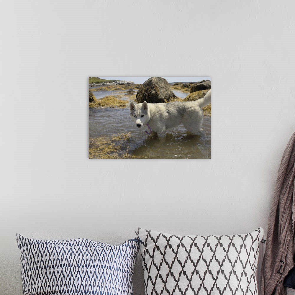A bohemian room featuring Husky dog paddling in seawater
