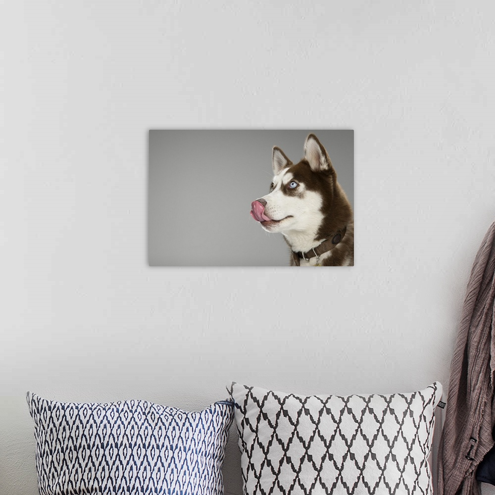 A bohemian room featuring Head Shot Portrait of  a Happy Cute Brown and White Siberian Loyal Husky Obedient Puppy sitting w...