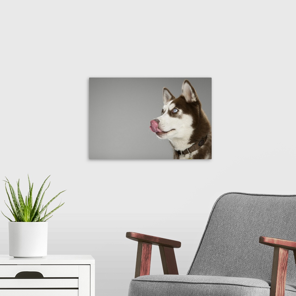 A modern room featuring Head Shot Portrait of  a Happy Cute Brown and White Siberian Loyal Husky Obedient Puppy sitting w...