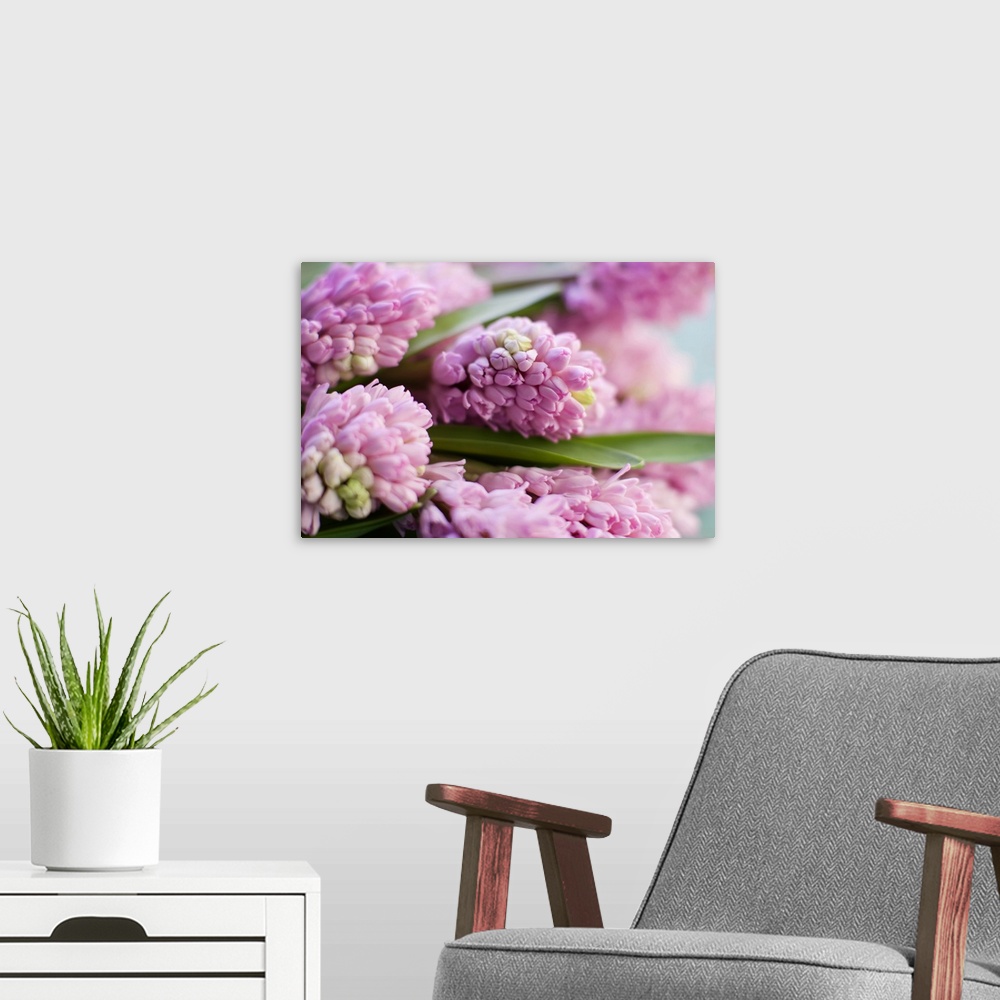 A modern room featuring Hyacinth bunch