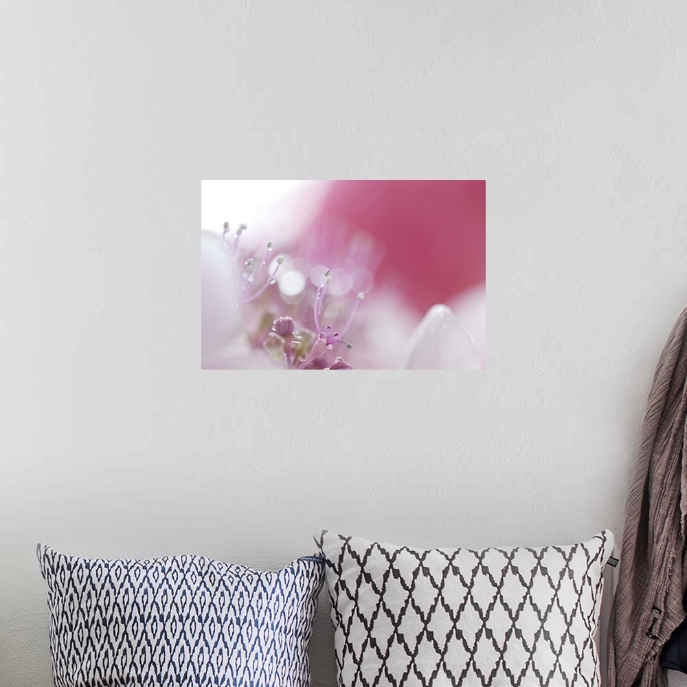 A bohemian room featuring hydrangea flower pink nature pistils beautiful raindrops macro