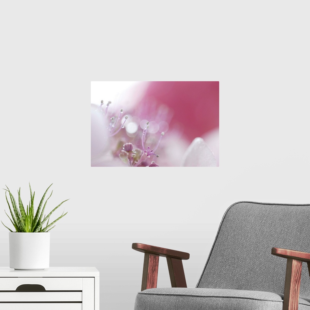 A modern room featuring hydrangea flower pink nature pistils beautiful raindrops macro