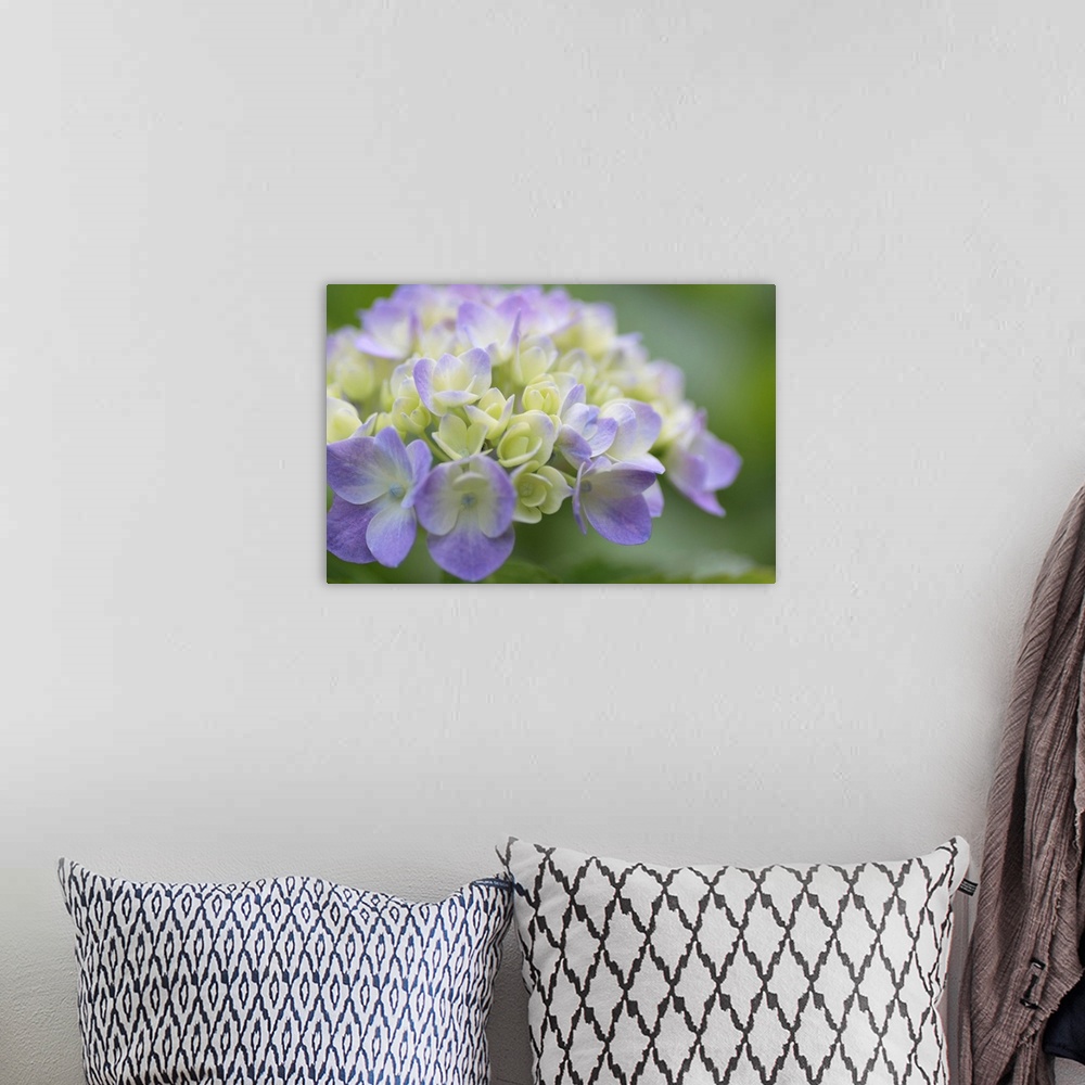 A bohemian room featuring Large, horizontal, close up photograph of Hydrangea flowers on a softly blurred background of gre...