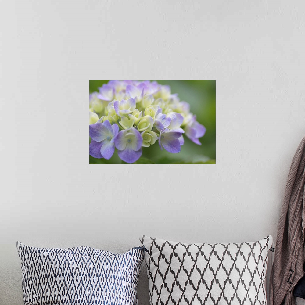 A bohemian room featuring Large, horizontal, close up photograph of Hydrangea flowers on a softly blurred background of gre...