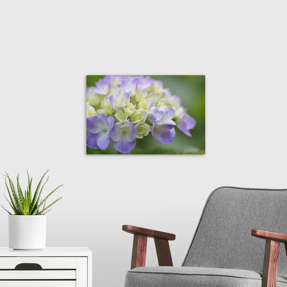 A modern room featuring Large, horizontal, close up photograph of Hydrangea flowers on a softly blurred background of gre...