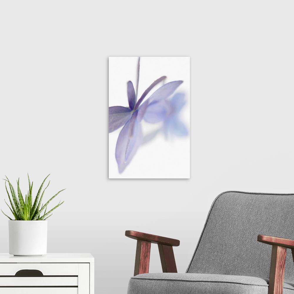 A modern room featuring Hydrangea Flowers