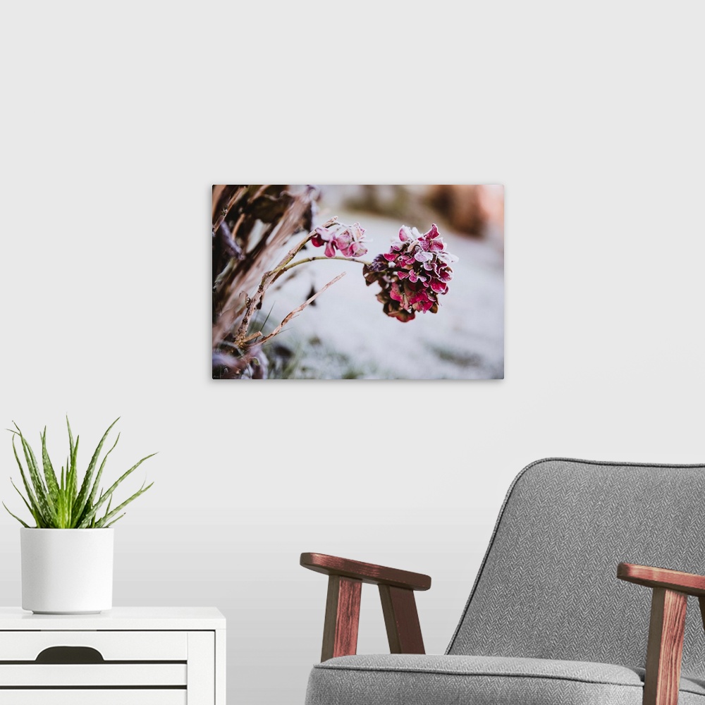 A modern room featuring Hydrangea flower head pink colored covered with ice crystals.