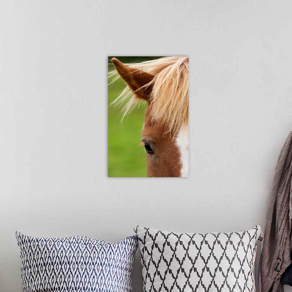 A bohemian room featuring Icelandic Horse