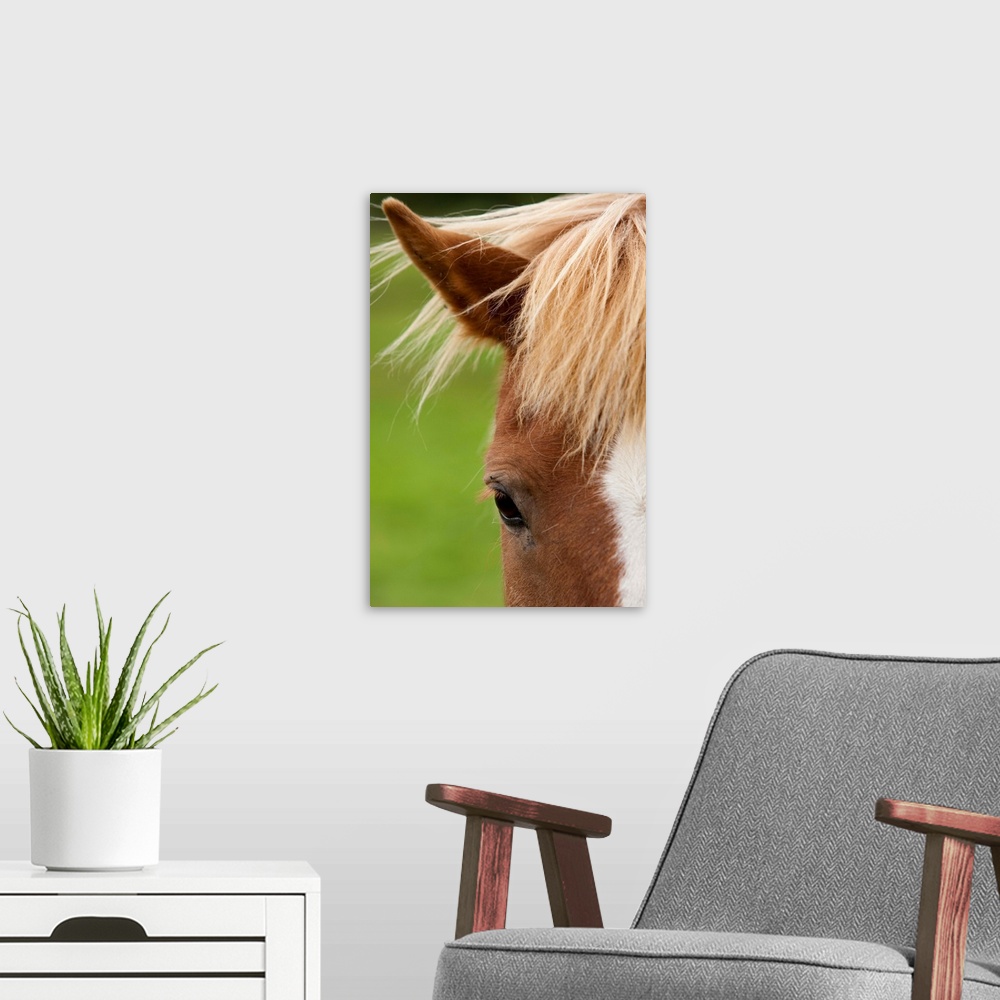 A modern room featuring Icelandic Horse