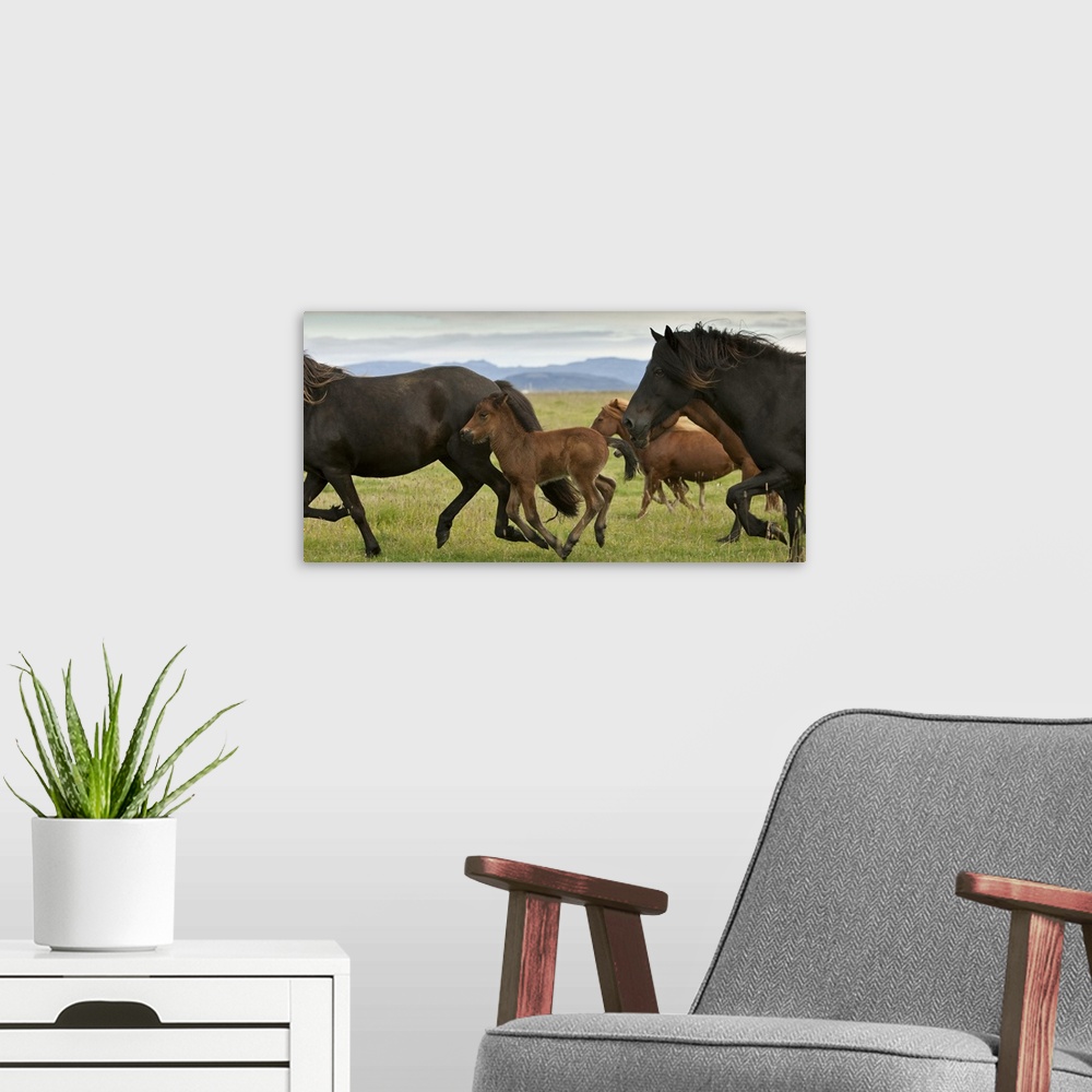 A modern room featuring Mare, Stallion and Foal running