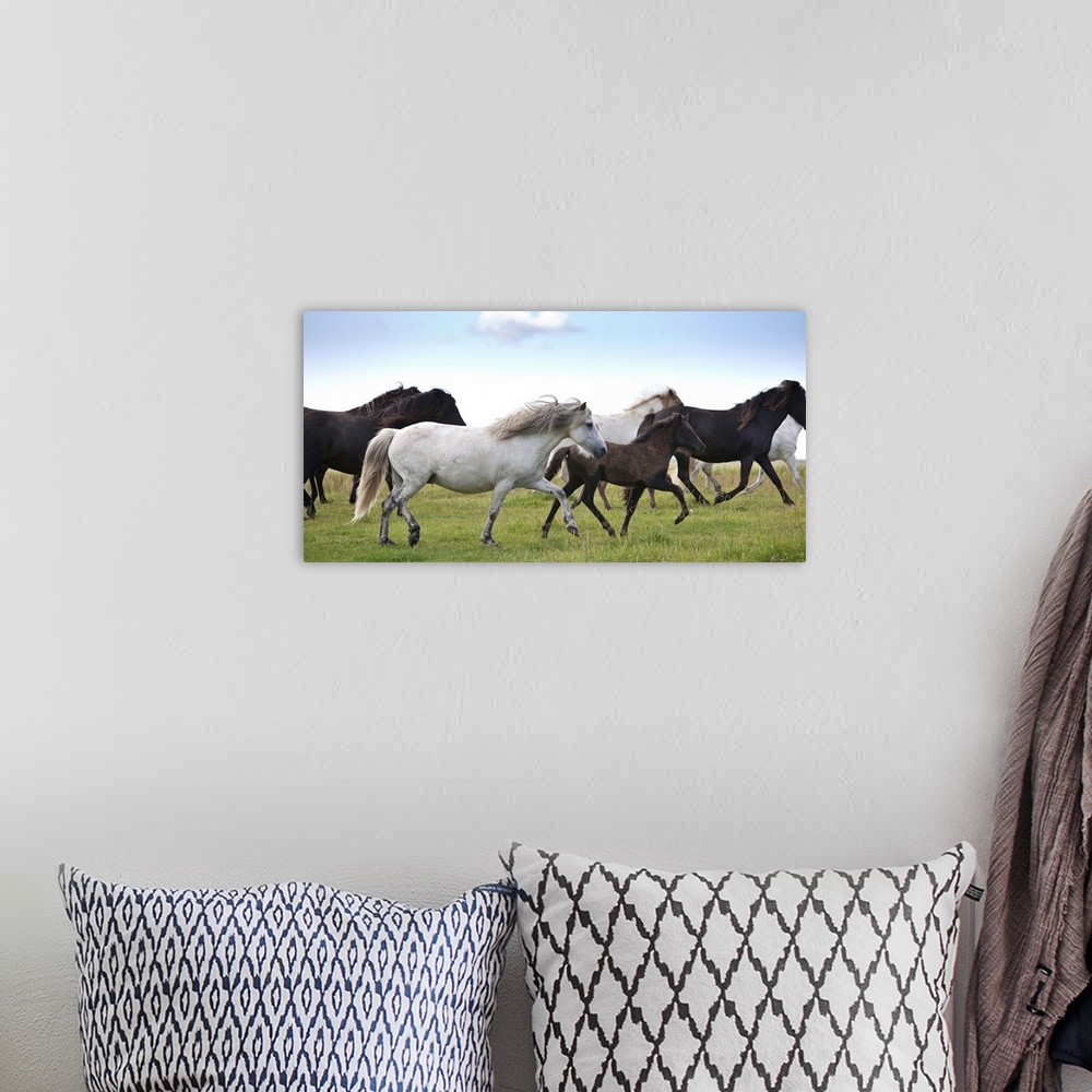 A bohemian room featuring Mare, Stallion and Foal running