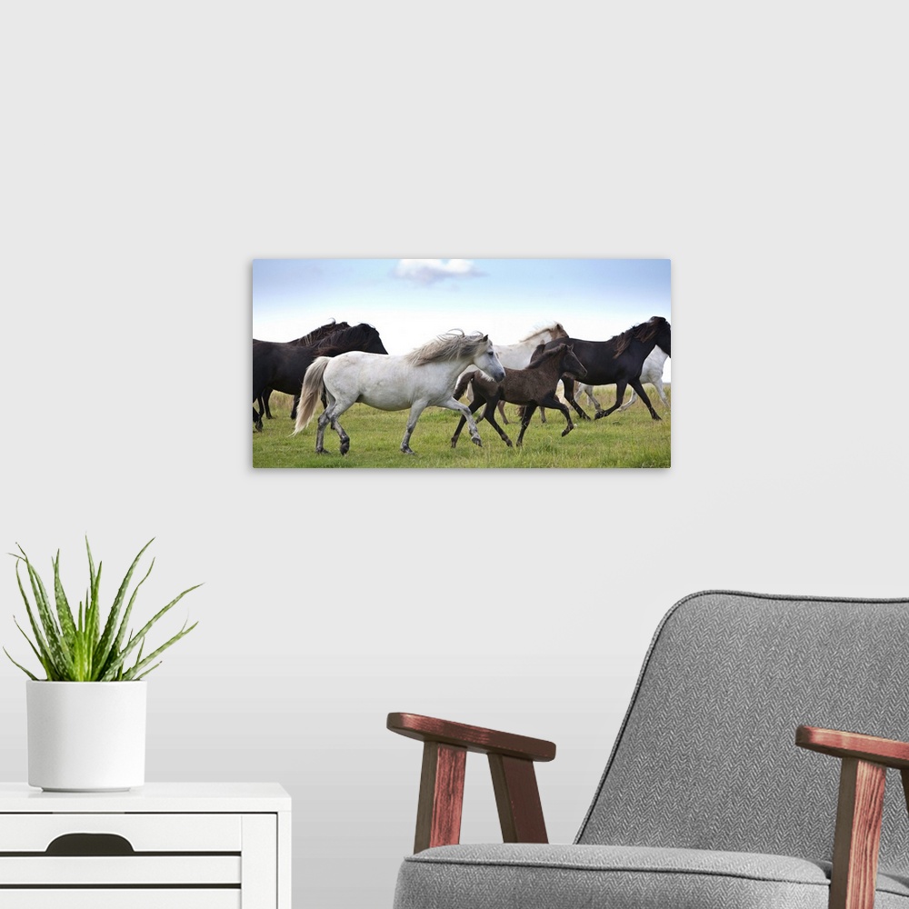 A modern room featuring Mare, Stallion and Foal running