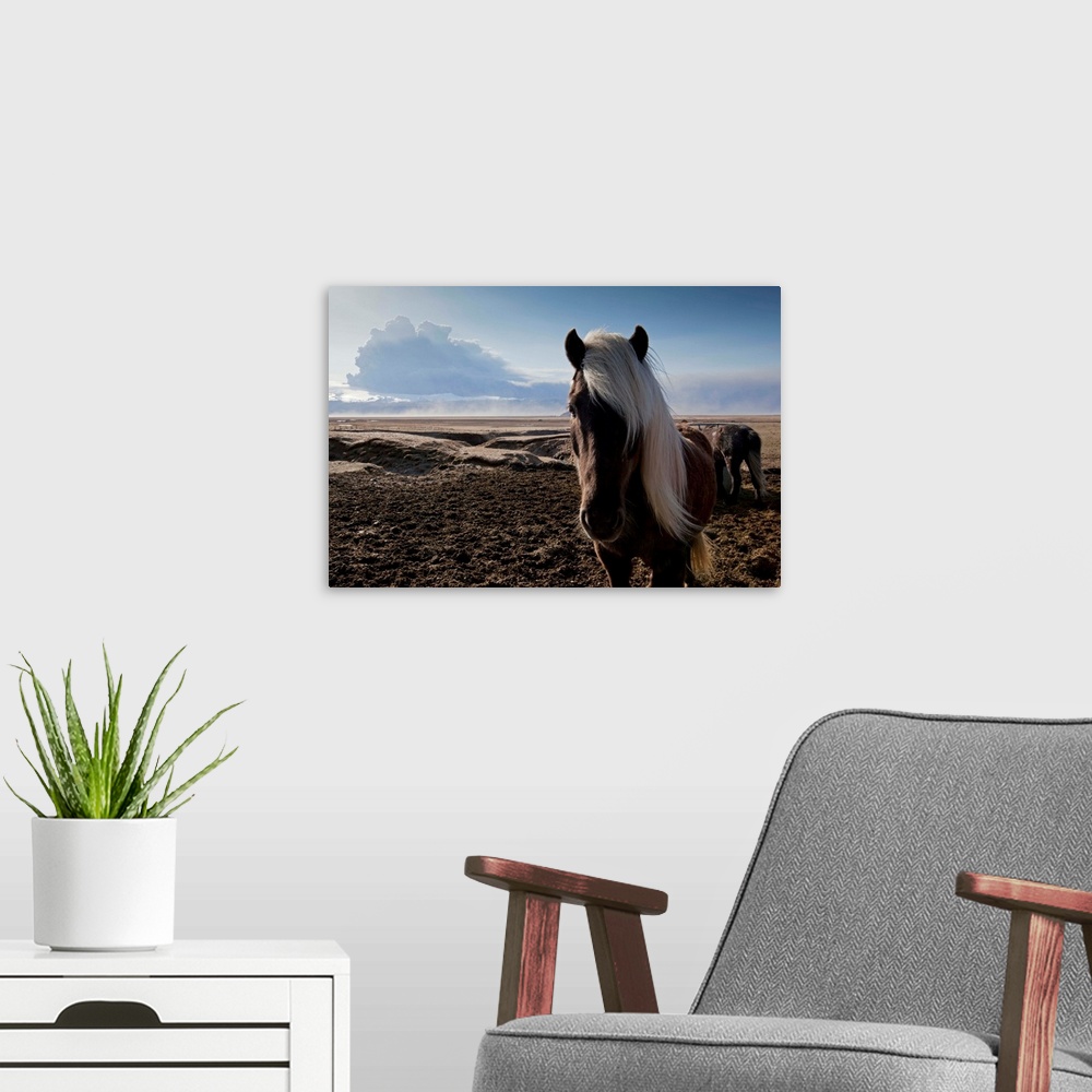 A modern room featuring Icelandic horses standing in pasture in shadow of ash cloud from erupting Eyjafjallajokull Volcano.